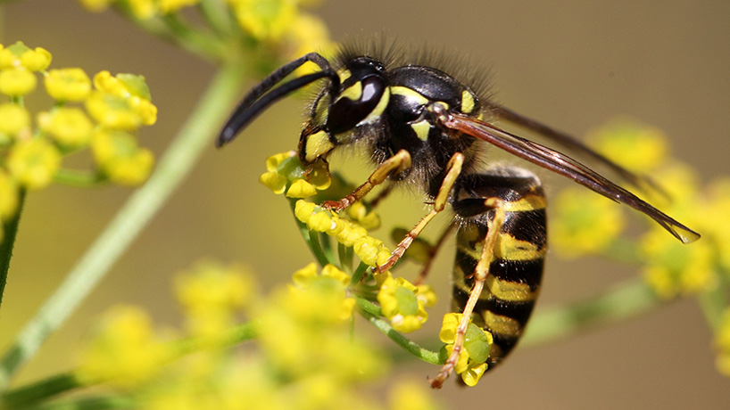 Wasp on flower